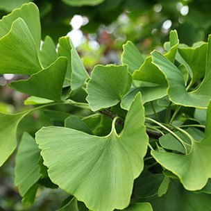 Nano Gingko Biloba