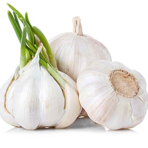 Garlic