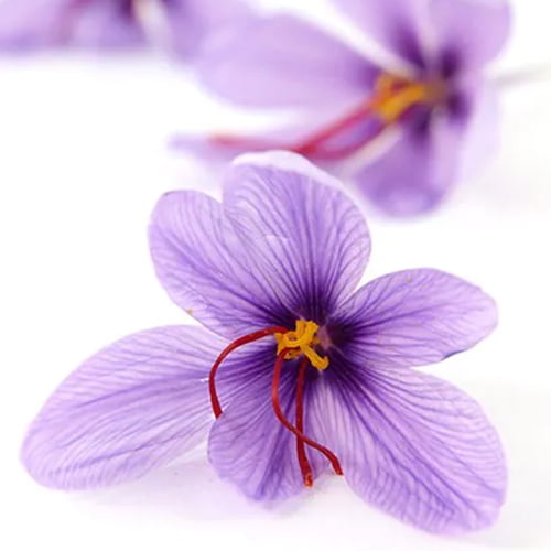 Saffron Crocus